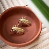 Cicada Earrings